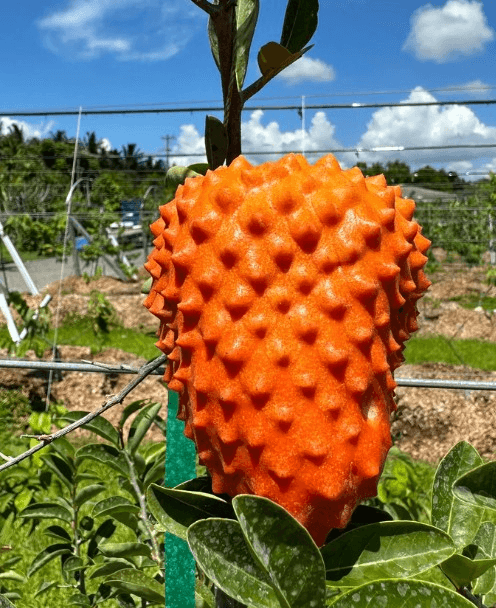 Kiwano horned melon growing on vine - exotic healing fruit used in natural remedies